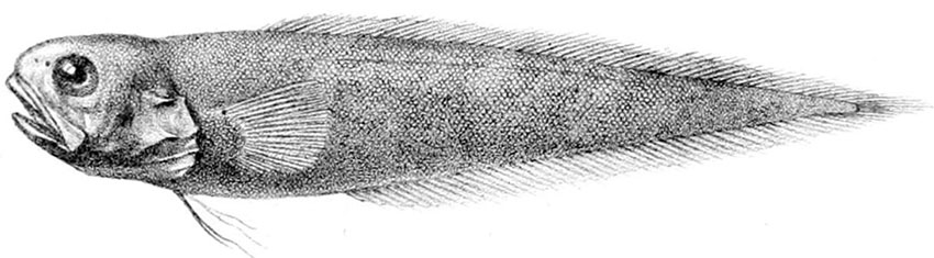 Benthocometes robustus_001.jpg